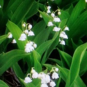 Meet your Posher, Jillian